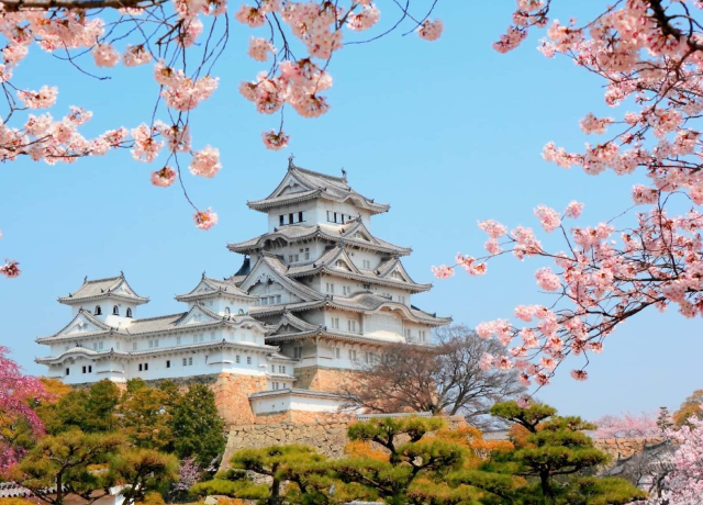 Japan Cherry Blossom Tour